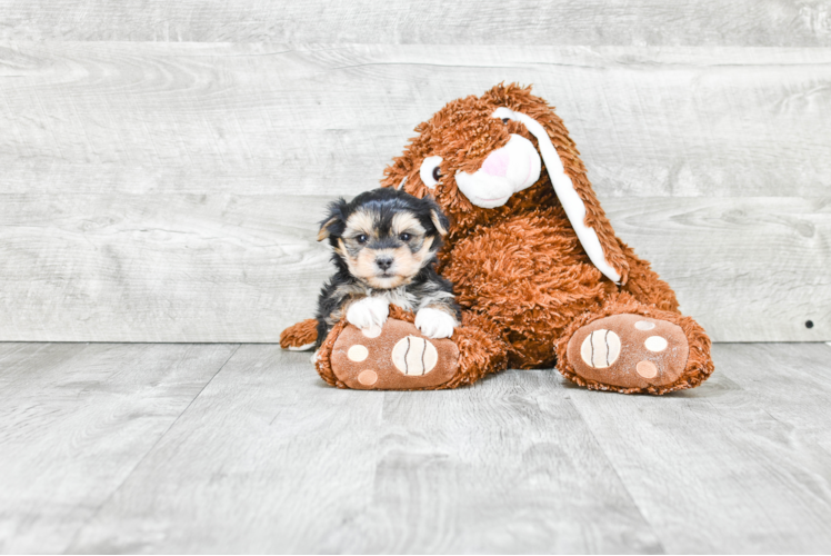 Fluffy Morkie Designer Pup