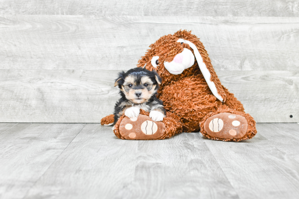 Fluffy Morkie Designer Pup