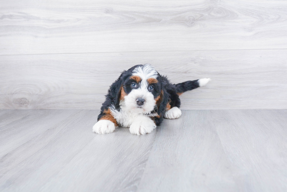 Best Mini Bernedoodle Baby