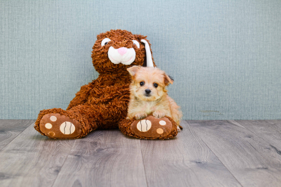 Cute Morkie Baby