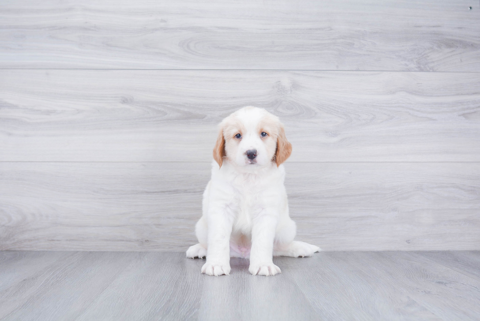 Smart Mini Bernedoodle Poodle Mix Pup