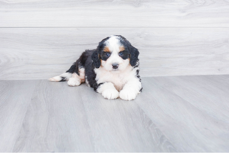 Playful Mini Berniedoodle Poodle Mix Puppy