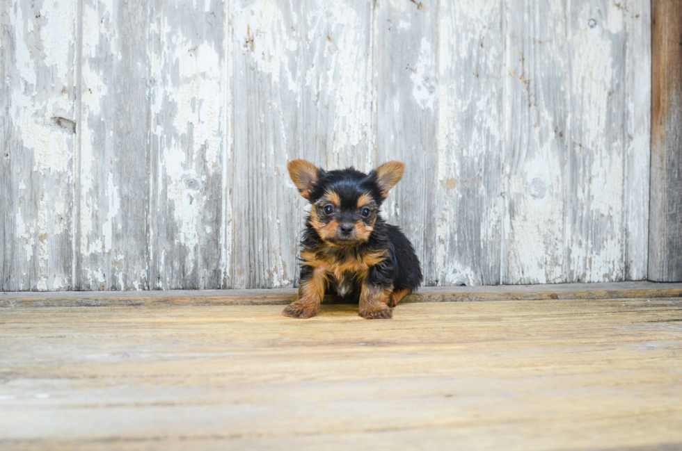 Cute Mixed Breed Mix Pup