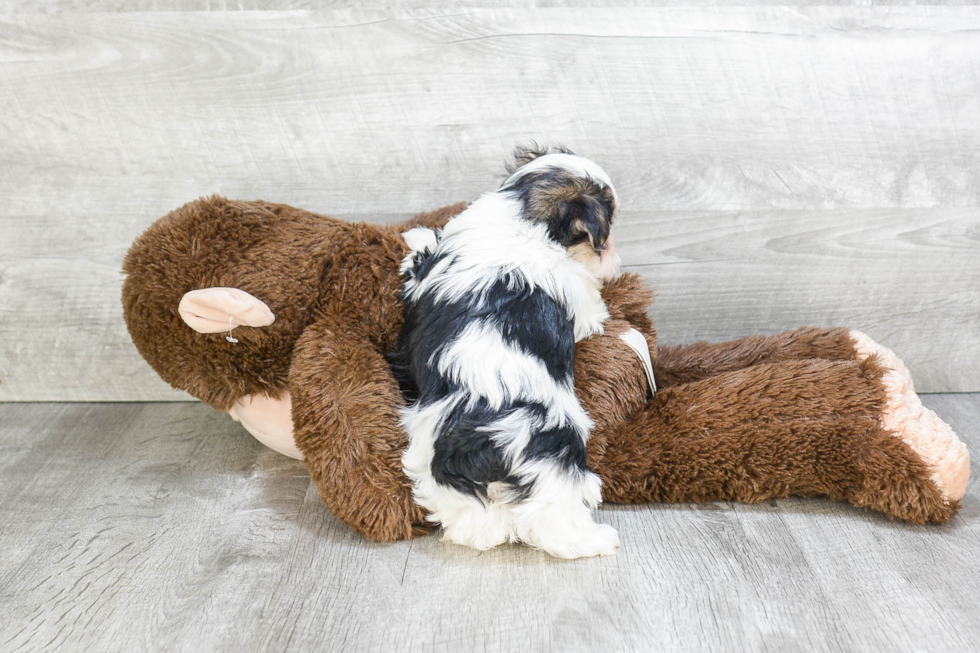 Friendly Morkie Baby