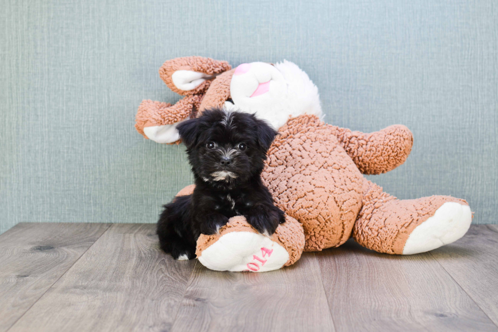 Playful Yorkie Designer Puppy