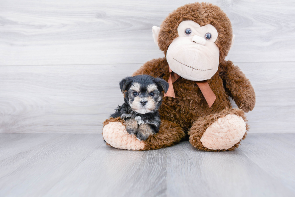 Cute Morkie Baby