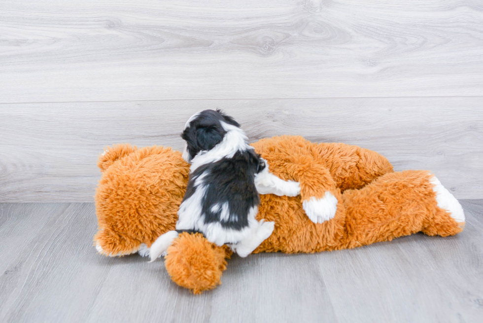 Happy Teddy Bear Baby