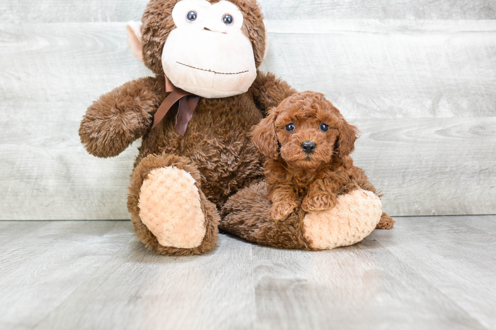 Smart Pudle Purebred Puppy