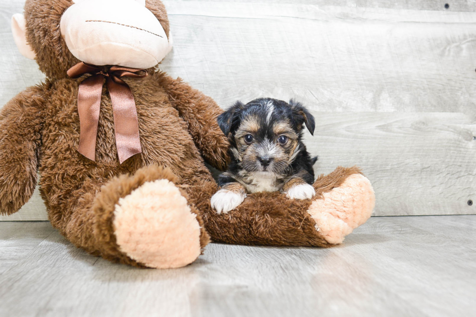 Adorable Yorkie Designer Puppy