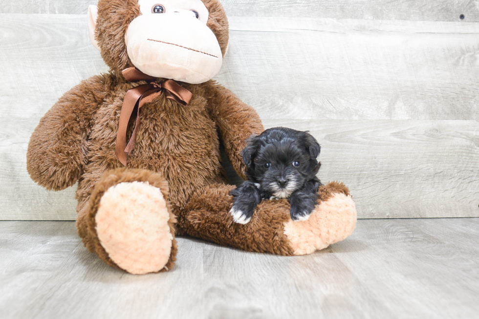 Funny Morkie Designer Pup