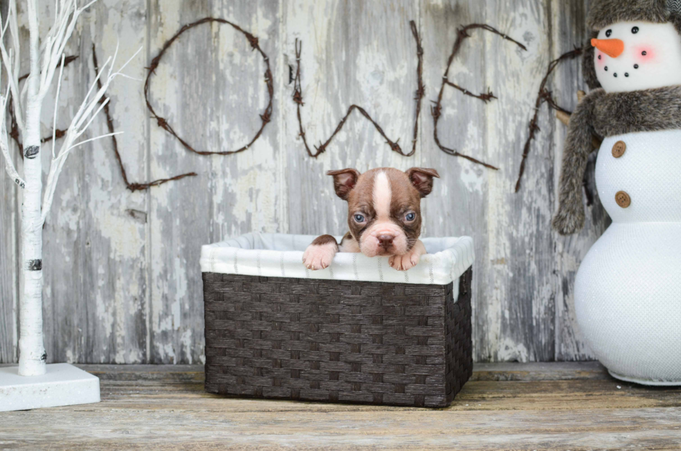 Boston Terrier Pup Being Cute