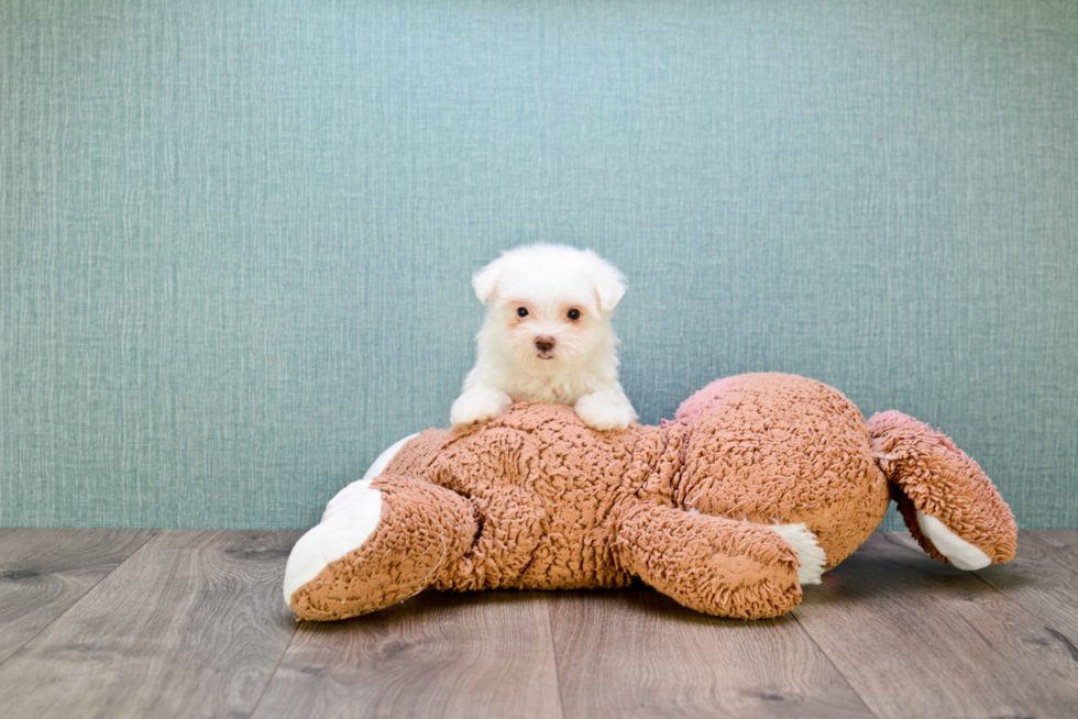 Maltipoo Puppy for Adoption