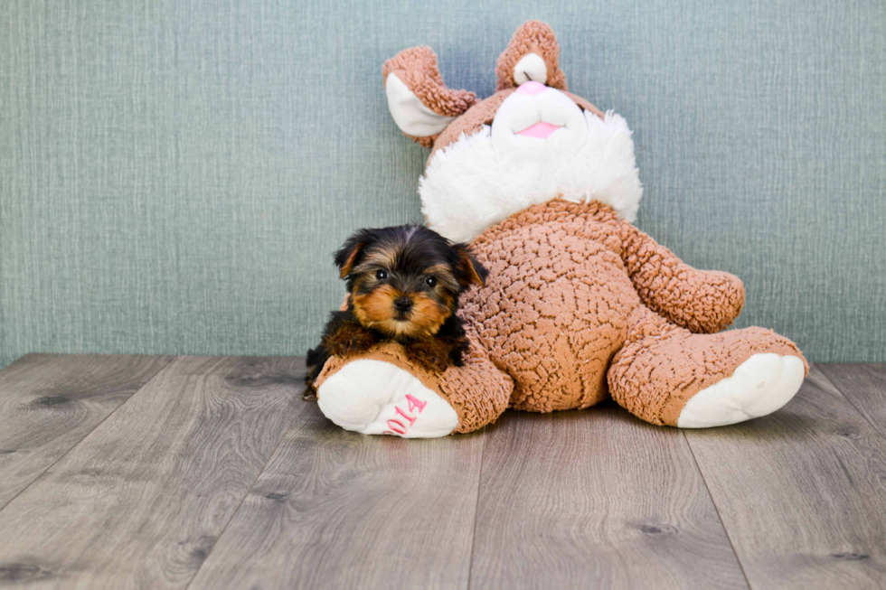 Meet Rascal - our Yorkshire Terrier Puppy Photo 