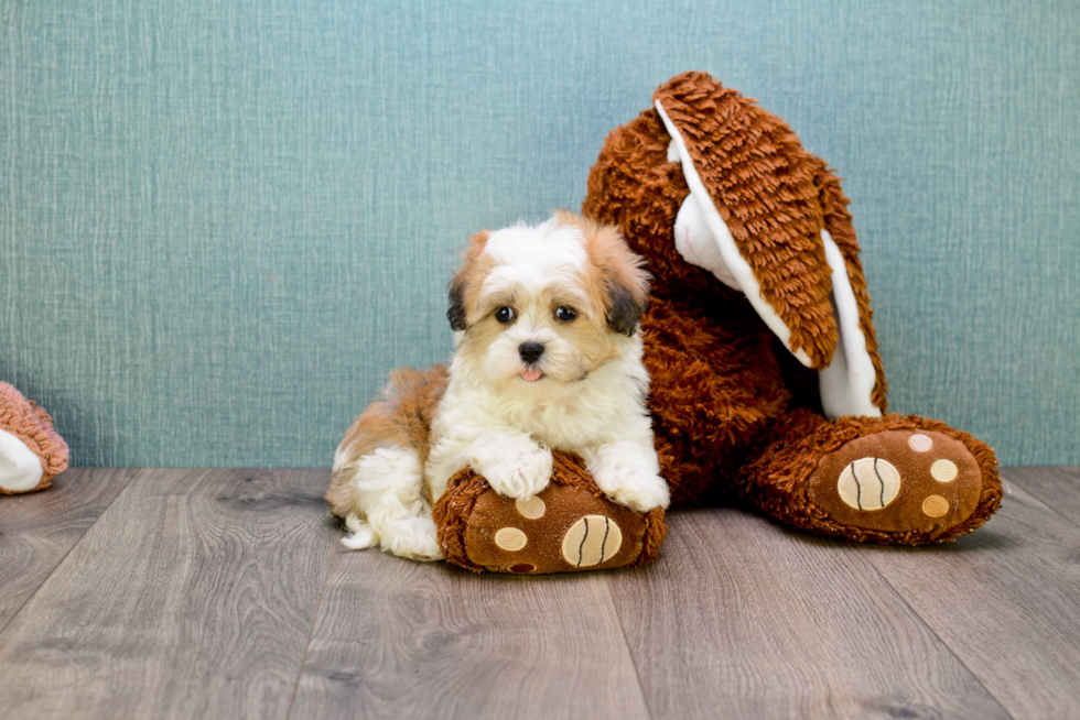 Best Teddy Bear Baby