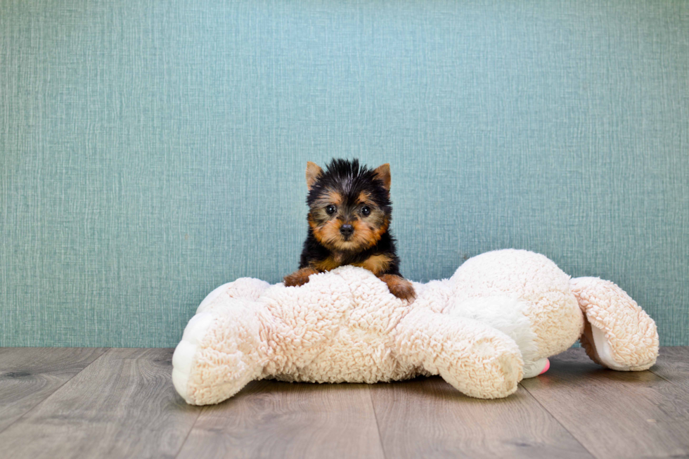 Meet Twinkle - our Yorkshire Terrier Puppy Photo 