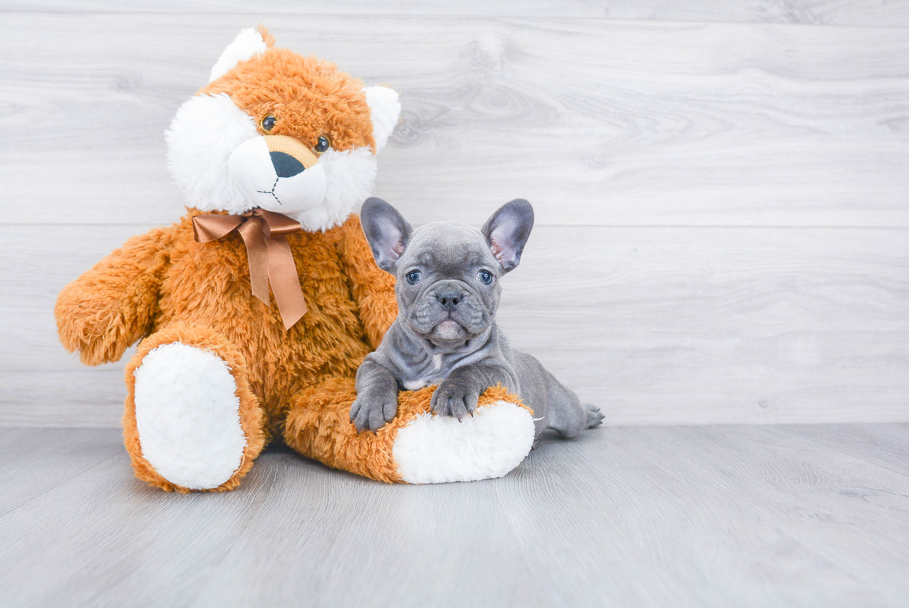 Best French Bulldog Baby