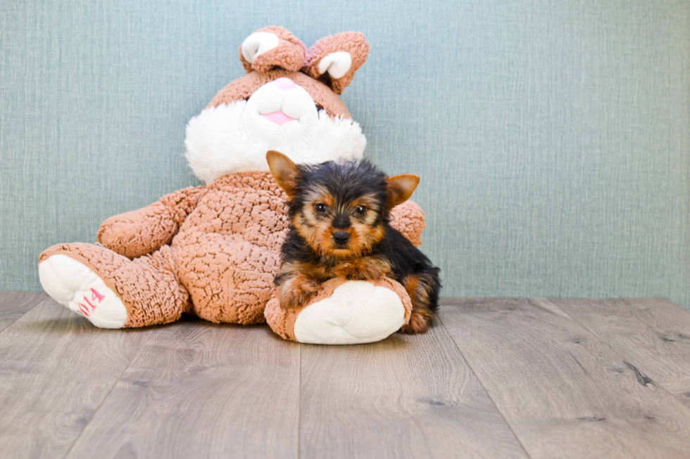Meet Stevo - our Yorkshire Terrier Puppy Photo 