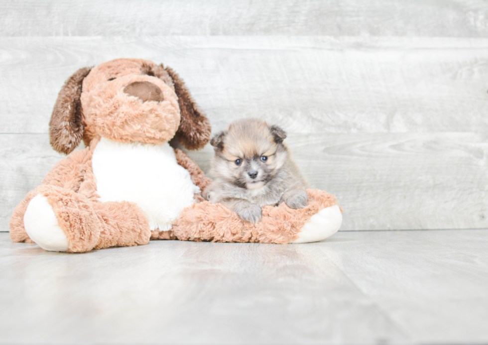 Pomeranian Pup Being Cute