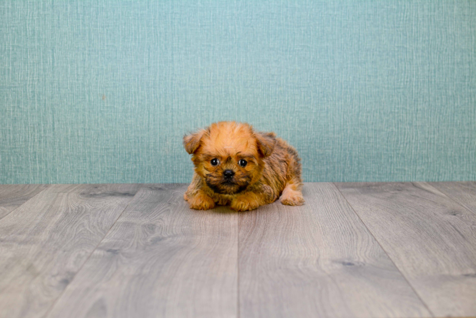 Brussels Griffon Puppy for Adoption