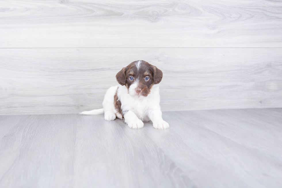 Cute Mini Bernedoodle Baby