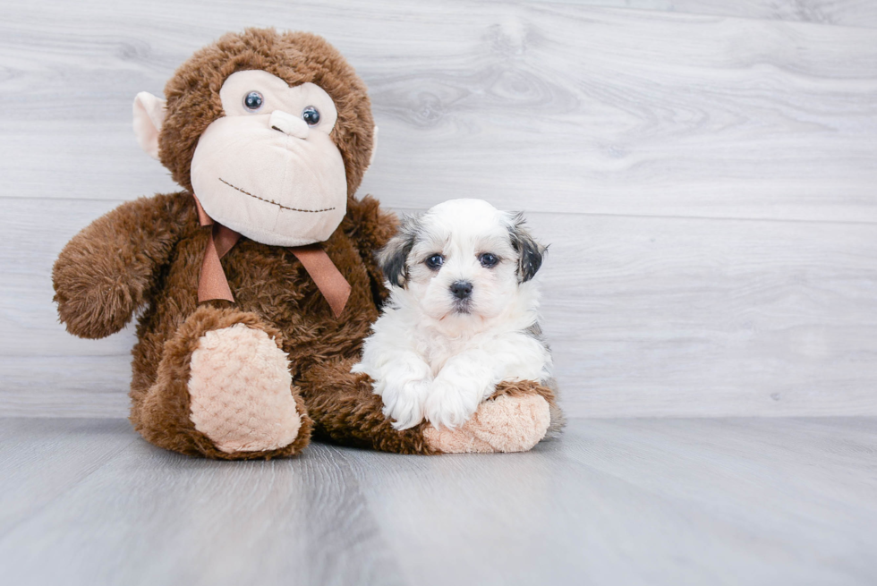 Teddy Bear Puppy for Adoption