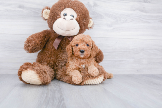 Cavapoo Puppy for Adoption