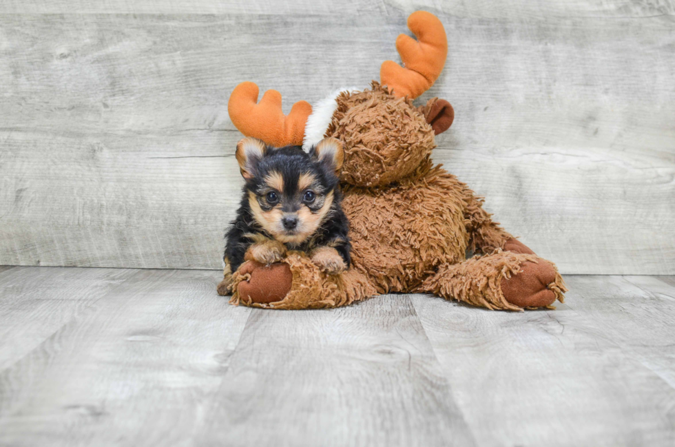 Fluffy Morkie Designer Pup