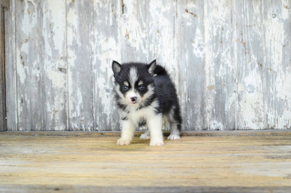 Popular Pomsky Designer Pup