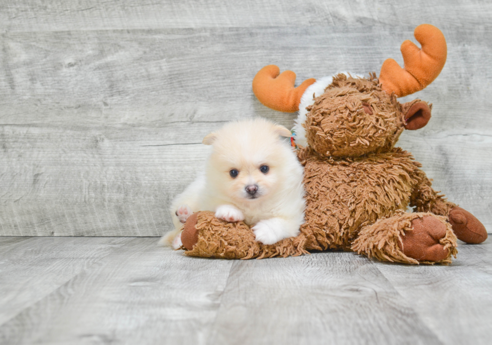 Sweet Pomeranian Purebred Puppy