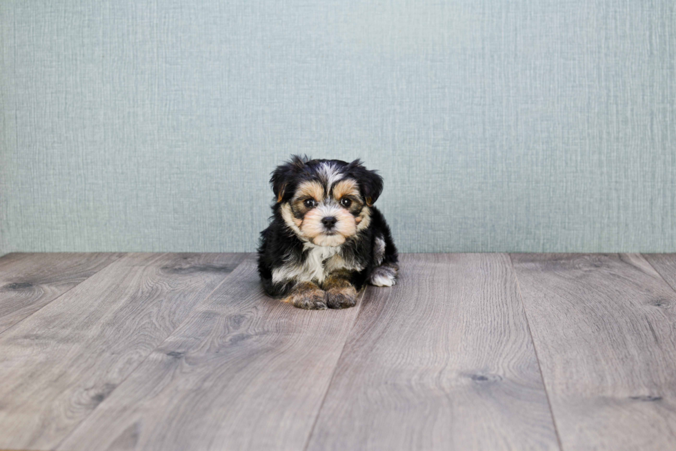 Best Morkie Baby