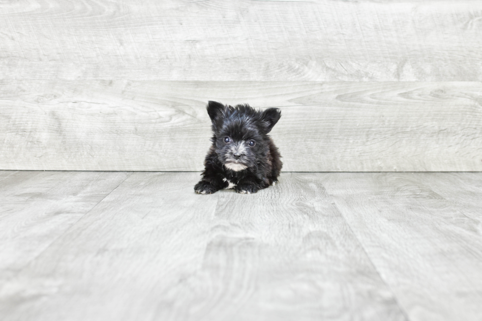 Hypoallergenic Yorkie Designer Puppy