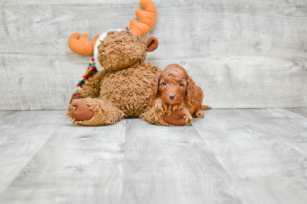 Cute Mini Goldendoodle Baby