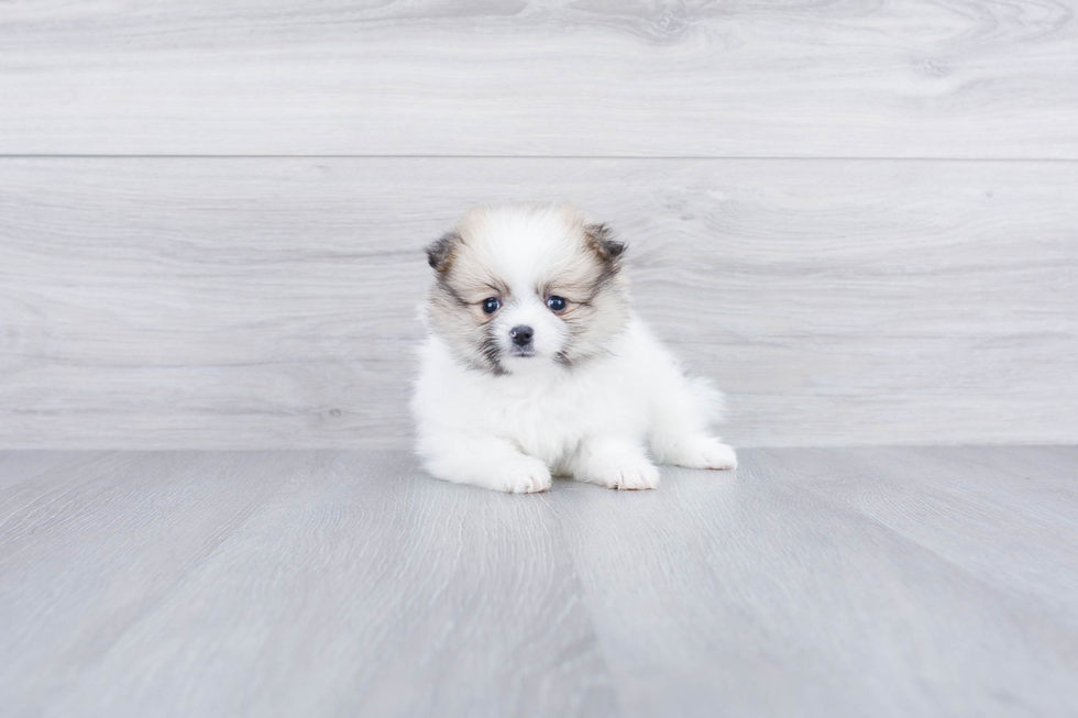 Energetic Pomeranian Purebred Puppy