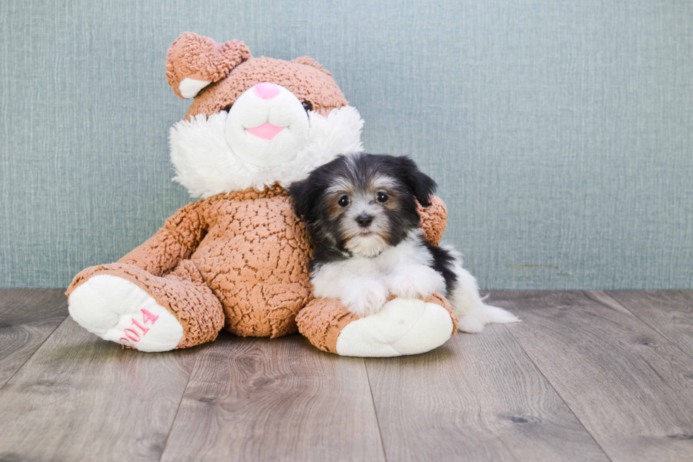 Best Havanese Baby