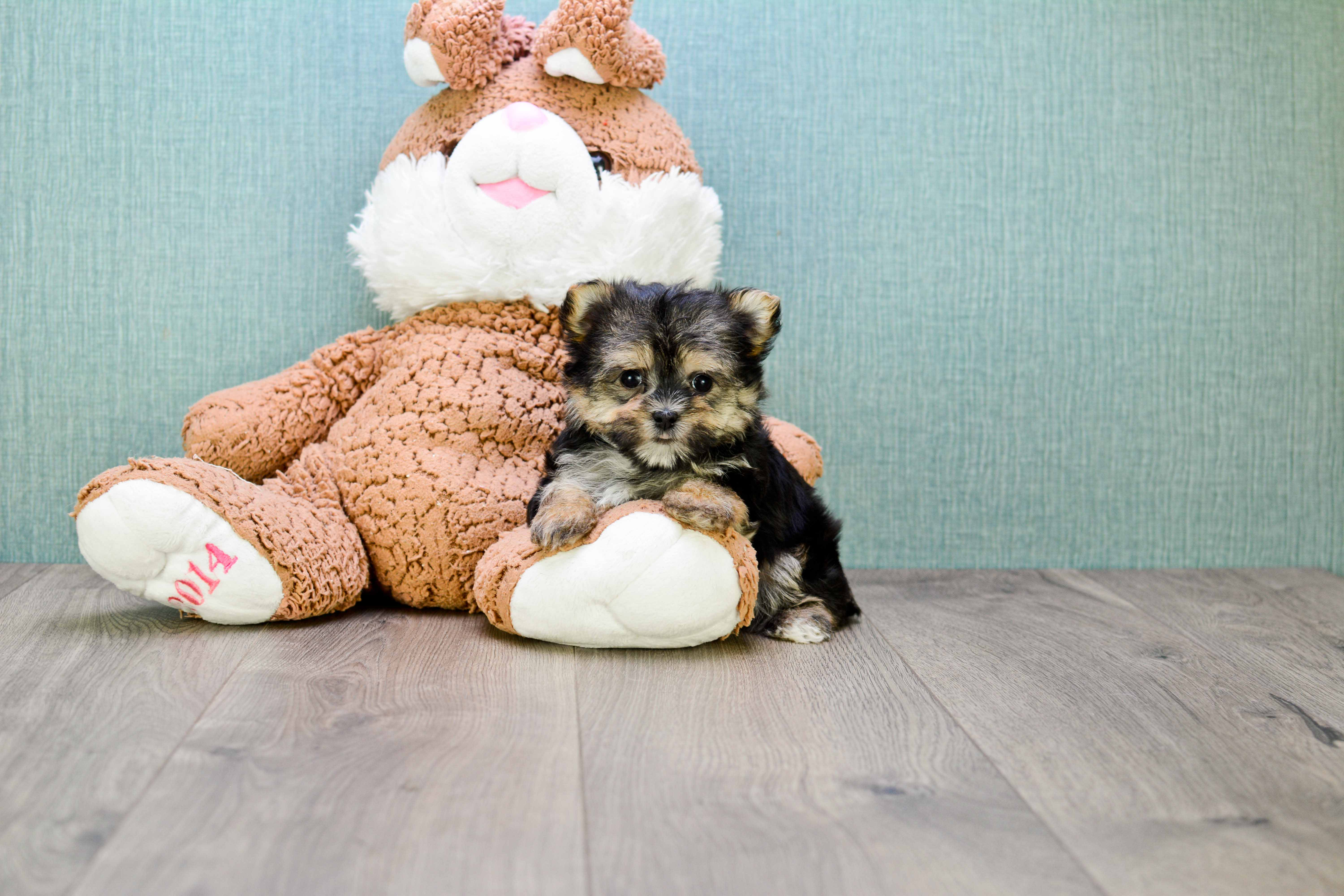 Sweet Morkie Baby