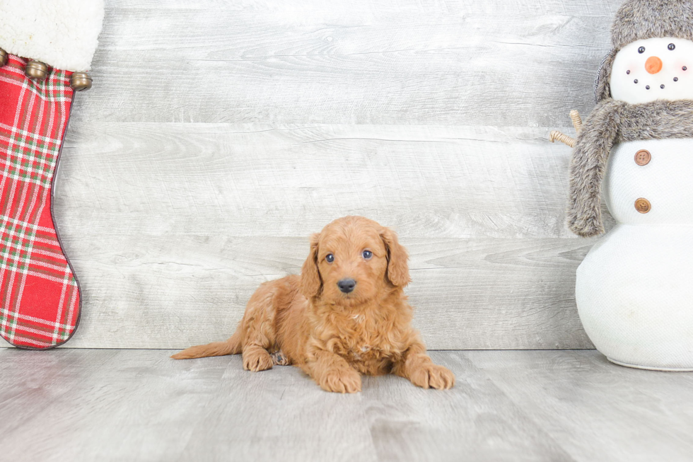 Adorable Golden Retriever Poodle Mix Puppy