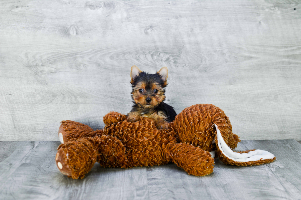 Meet Tinkerbell - our Yorkshire Terrier Puppy Photo 