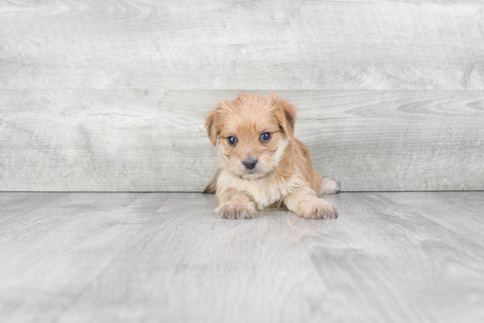 Friendly Morkie Baby