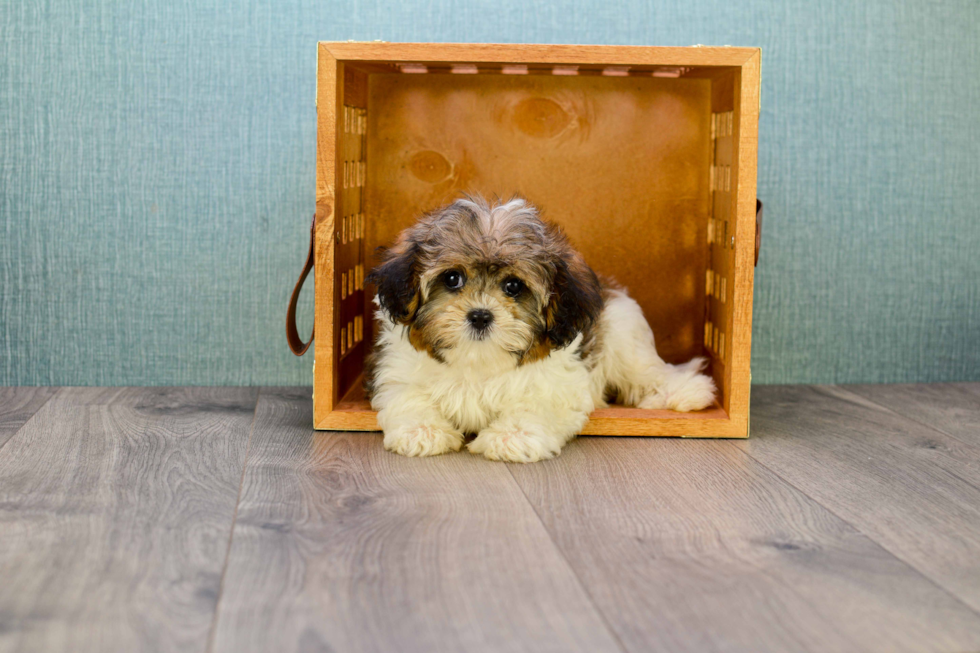 Petite Cavachon Designer Pup