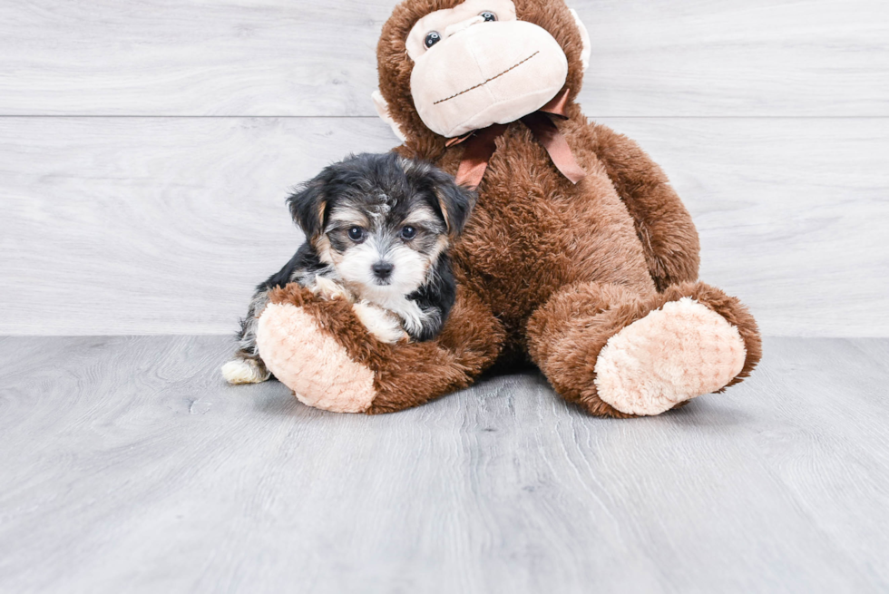 Little Yorkie Designer Puppy