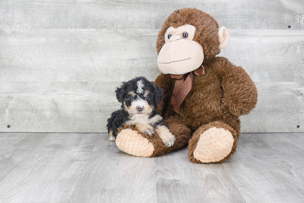 Mini Bernedoodle Puppy for Adoption