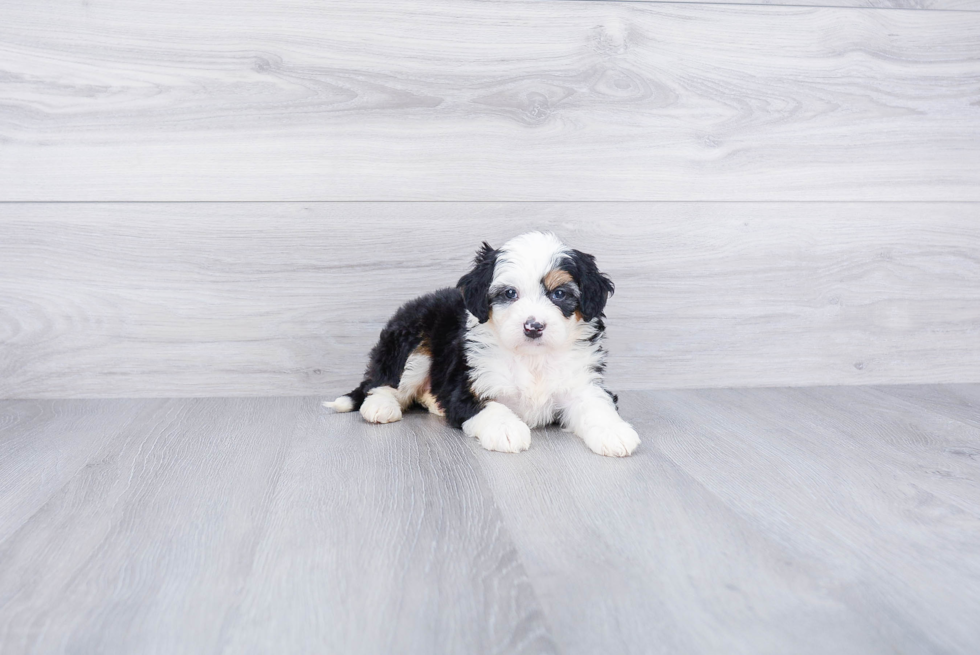 Best Mini Bernedoodle Baby