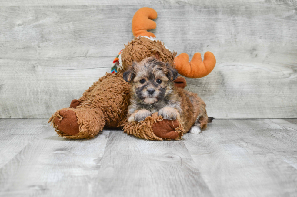 Morkie Puppy for Adoption