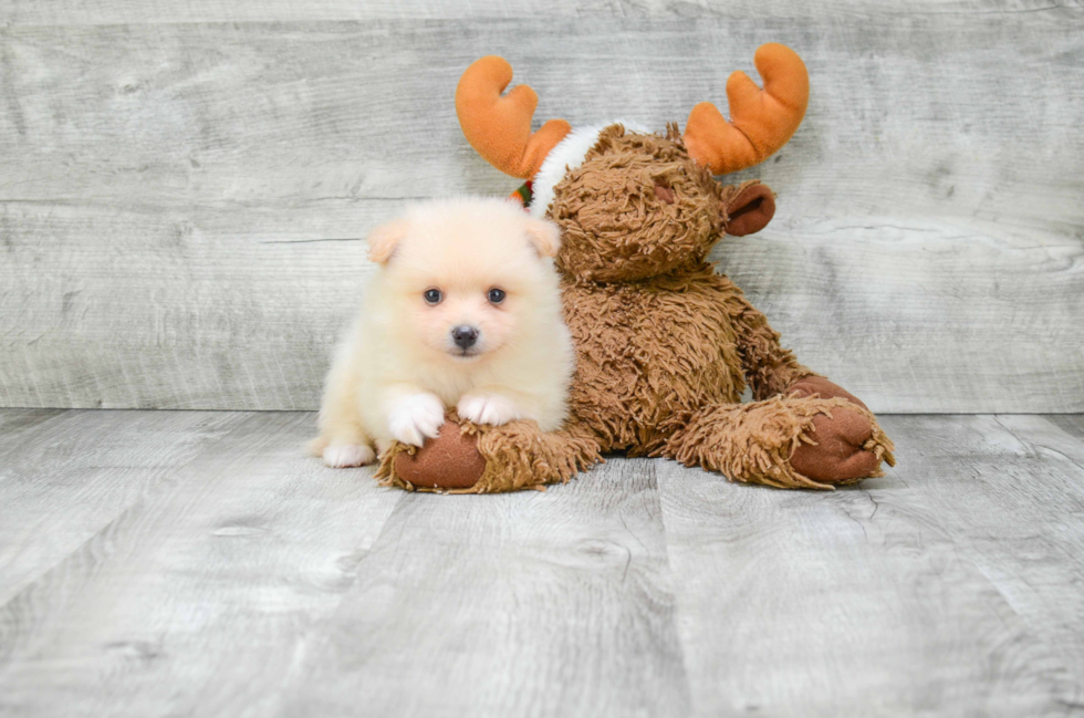 Pomeranian Puppy for Adoption