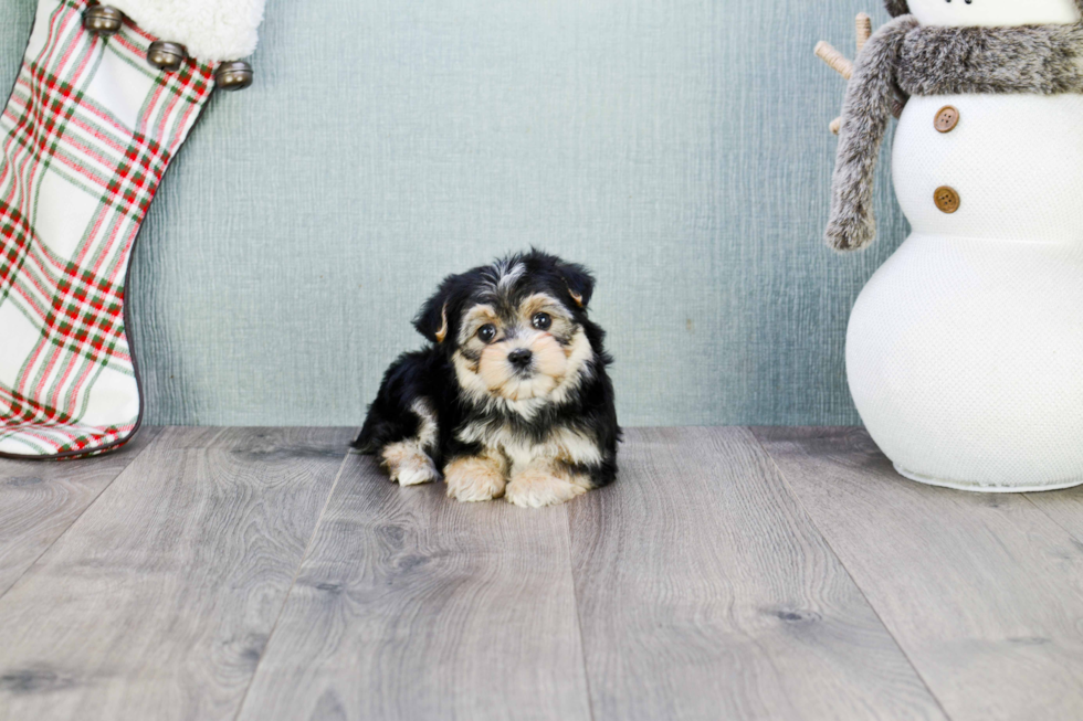 Popular Morkie Designer Pup