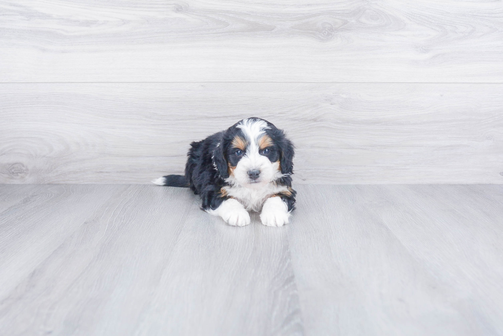 Small Mini Bernedoodle Baby