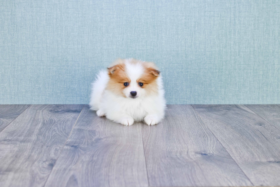 Pomeranian Pup Being Cute