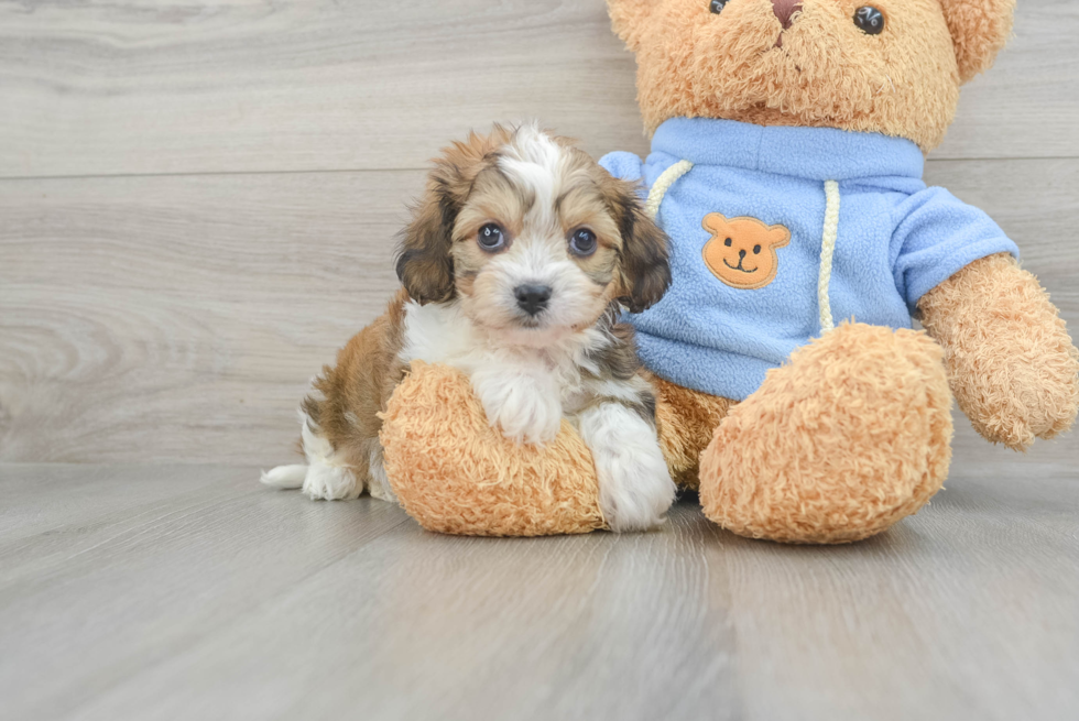Petite Cavachon Designer Pup
