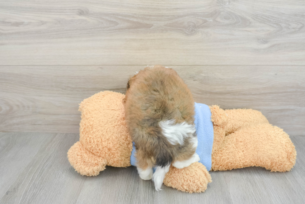 Cavachon Pup Being Cute