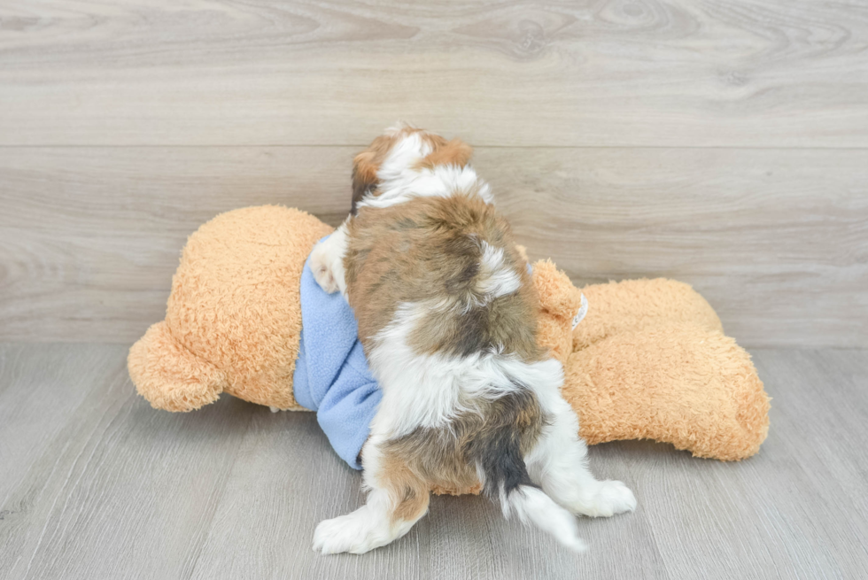 Popular Cavachon Designer Pup
